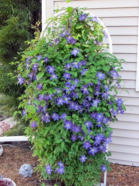 Photo of Clematis Bonanza™ uploaded by goldfinch4