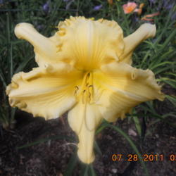 Location: gladwin mi.
Date: 2011-07-28
Very large flower, beautiful.