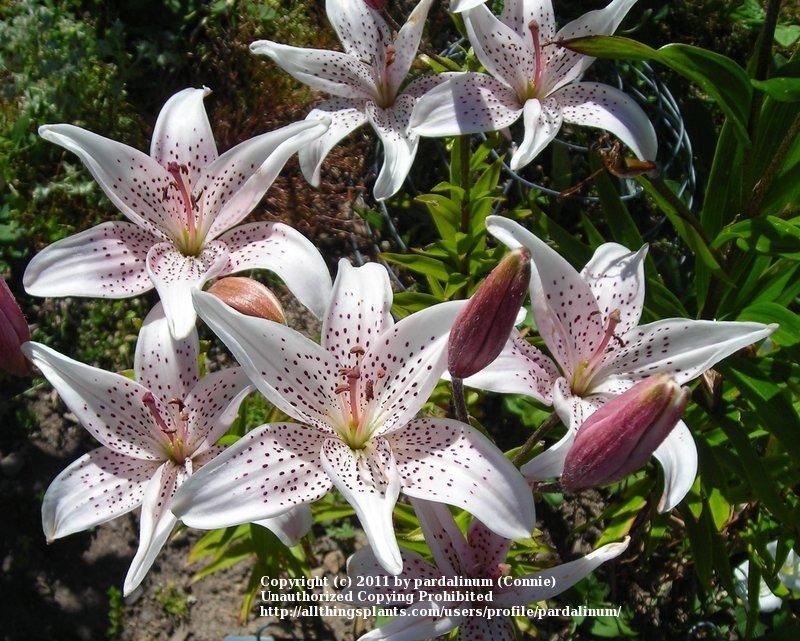 Photo of Lily (Lilium 'Heather's Promise') uploaded by pardalinum