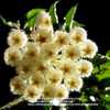 Macro shot of very fragrant lacunosa bloom.