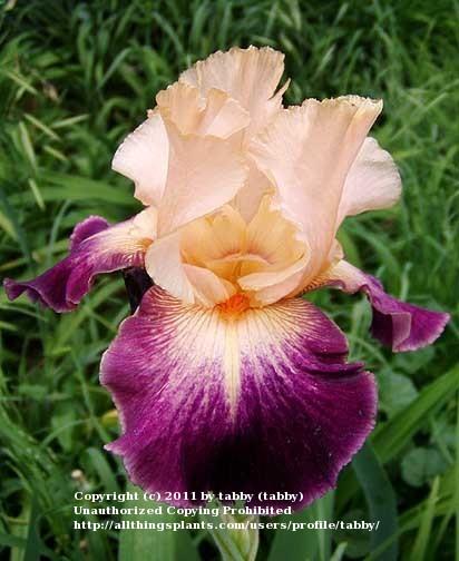 Photo of Tall Bearded Iris (Iris 'Let's Boogie') uploaded by tabby