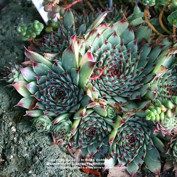 Photo of Hen and Chicks (Sempervivum calcareum) uploaded by tabby
