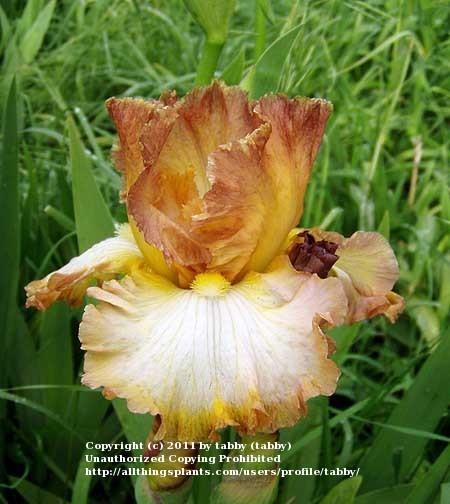 Photo of Tall Bearded Iris (Iris 'Scottish Reel') uploaded by tabby
