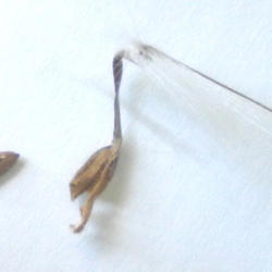 Location: NE Washington, Zone 5b
Date: August 27, 2011
Zonal Geranium -- seed removed from seed pod