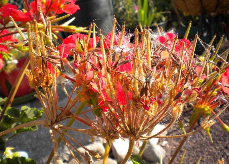 Photo of Zonal Geranium (Pelargonium x hortorum Black Velvet™ Scarlet) uploaded by woofie