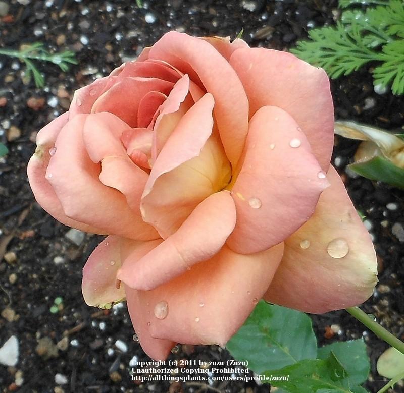 Photo of Rose (Rosa 'Fantan') uploaded by zuzu