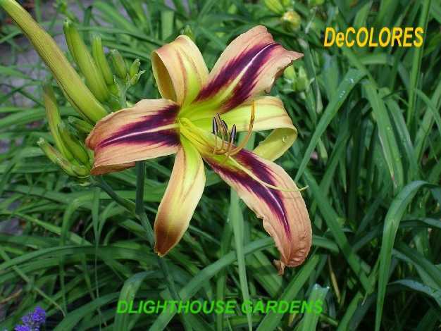 Photo of Daylily (Hemerocallis 'De Colores') uploaded by hemlady