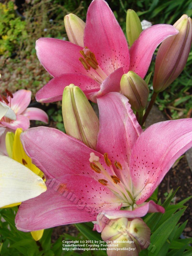 Photo of Lily (Lilium 'Cavalese') uploaded by joy