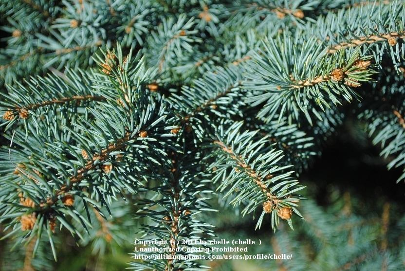 Photo of Colorado Blue Spruce (Picea pungens) uploaded by chelle