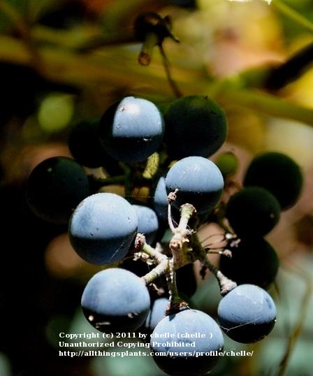 Photo of Fox Grape (Vitis labrusca) uploaded by chelle