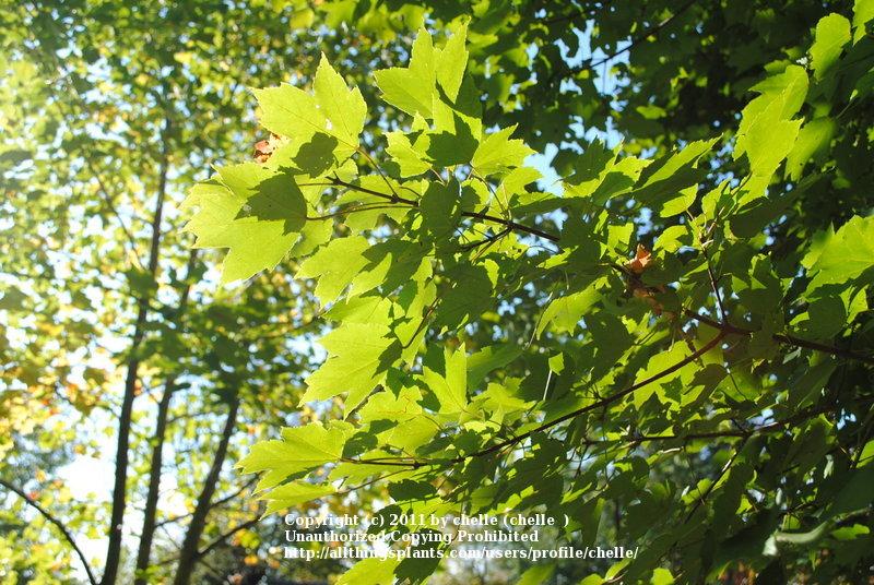 Photo of Red Maple (Acer rubrum October Glory®) uploaded by chelle