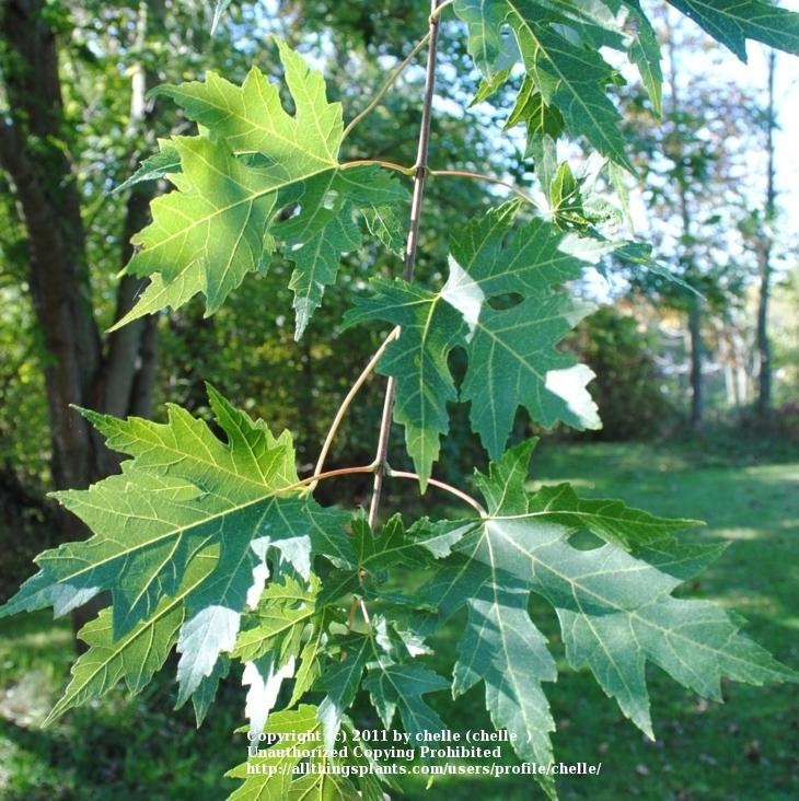 Photo of Silver Maple (Acer saccharinum) uploaded by chelle