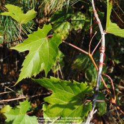 Location: Natural Area in Northeastern Indiana 
Date: 2011-10-05
Section of vine displaying leaves and its naturally twining habit