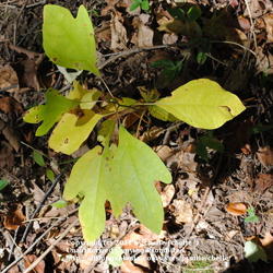 Location: Natural Area in Northeastern Indiana
Date: 2011-10-04