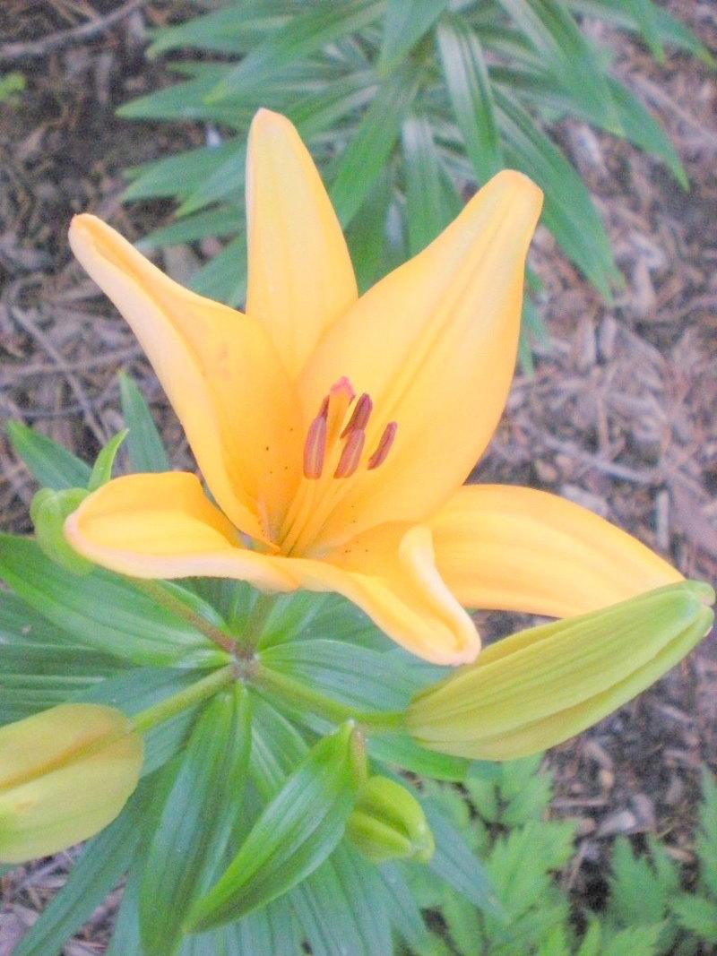 Photo of Lily (Lilium 'Buff Pixie') uploaded by ge1836