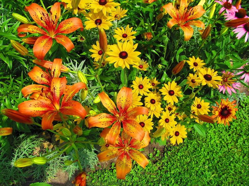 Photo of Asiatic Lily (Lilium 'Firestar') uploaded by jmorth