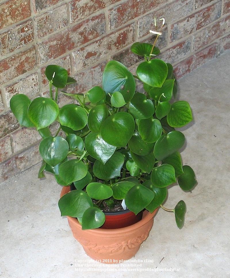 Photo of the entire plant of Coin Leaf Peperomia (Peperomia polybotrya