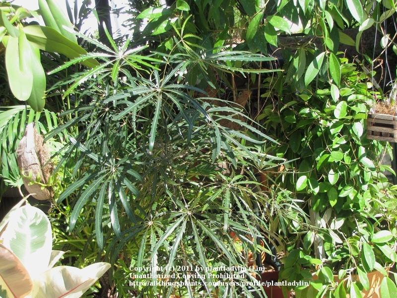 Photo of False Aralia (Plerandra elegantissima) uploaded by plantladylin