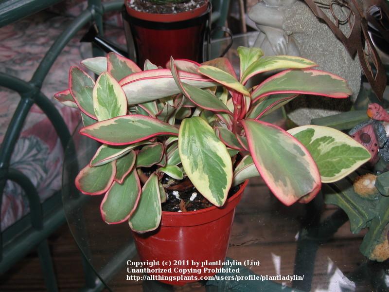 Photo of Red Edge Peperomia (Peperomia tricolor) uploaded by plantladylin