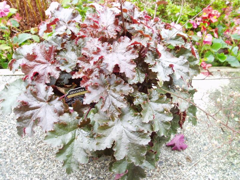 Photo of Coral Bells (Heuchera 'Chocolate Ruffles') uploaded by springcolor