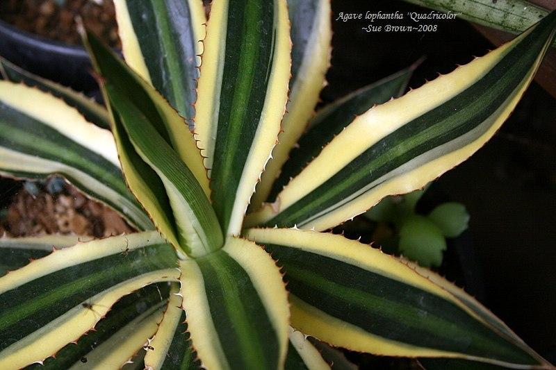 Photo of Center Stripe Agave (Agave lophantha 'Quadricolor') uploaded by Calif_Sue