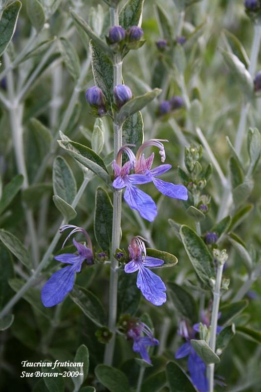 Photo of Shrubby Germander (Teucrium fruticans) uploaded by Calif_Sue