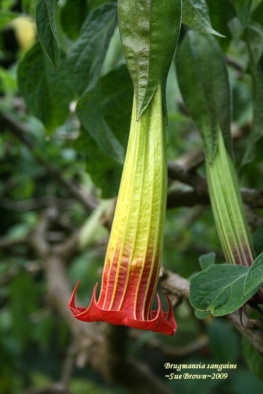 Photo of Red Angel Trumpet (Brugmansia sanguinea) uploaded by Calif_Sue