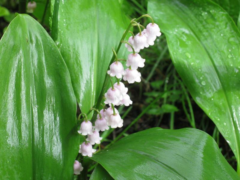 Photo of Lily Of The Valley (Convallaria majalis) uploaded by carolyn22
