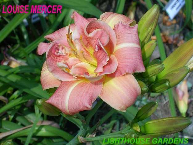 Photo of Daylily (Hemerocallis 'Louise Mercer') uploaded by hemlady