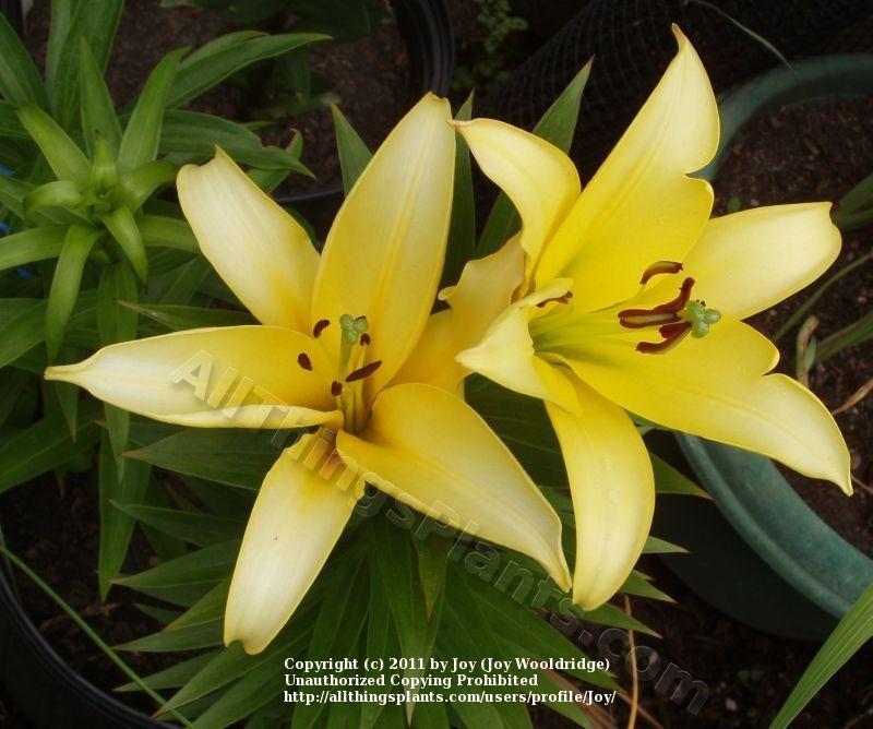 Photo of Lily (Lilium 'Yelloween') uploaded by joy