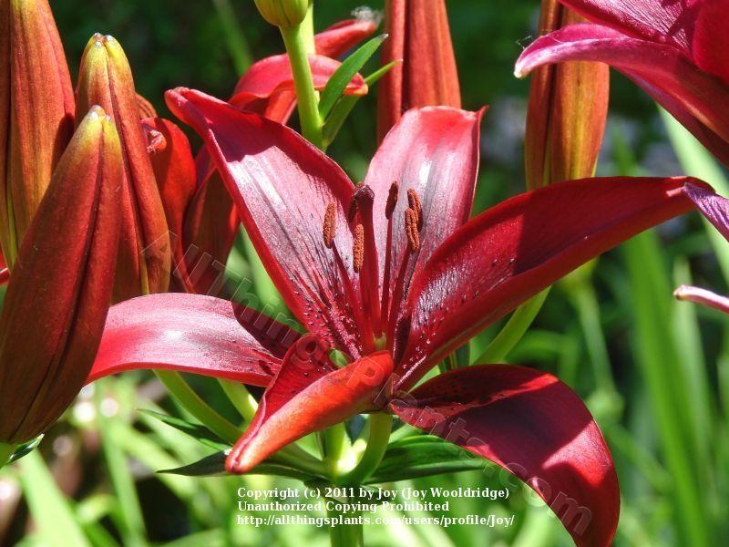 Photo of Lily (Lilium 'Black Out') uploaded by joy