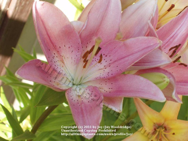Photo of Lily (Lilium 'Cavalese') uploaded by joy