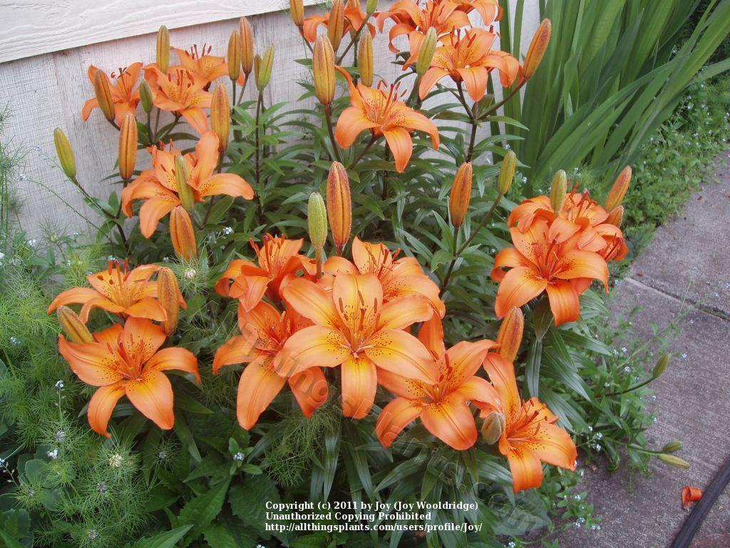 Photo of Lilies (Lilium) uploaded by joy