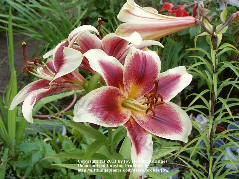 Photo of Lily (Lilium 'Red Dutch') uploaded by joy