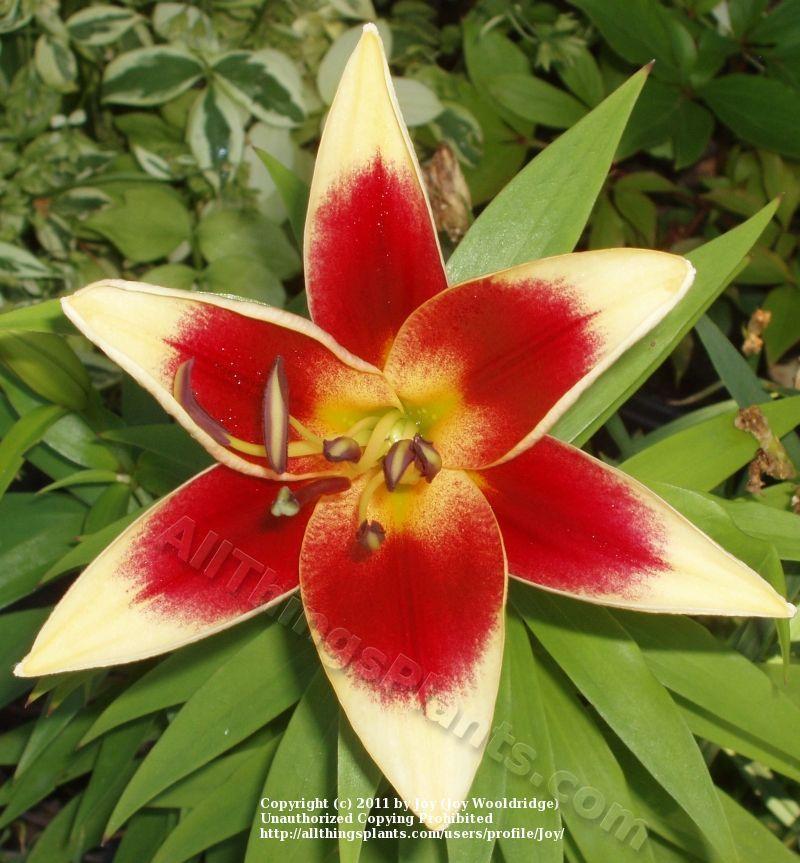 Photo of Lily (Lilium 'Red Dutch') uploaded by joy