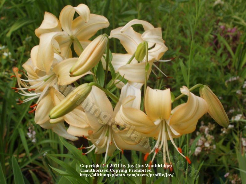 Photo of Asiatic Lily (Lilium 'Doeskin') uploaded by joy