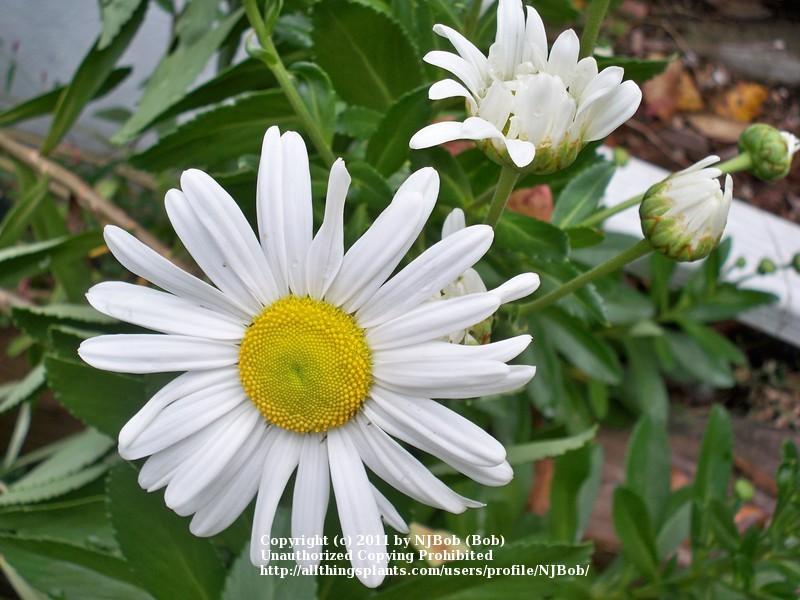 Photo of Montauk Daisy (Nipponanthemum nipponicum) uploaded by njbob