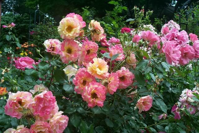 Photo of Rose (Rosa 'Citrus Splash') uploaded by Newyorkrita
