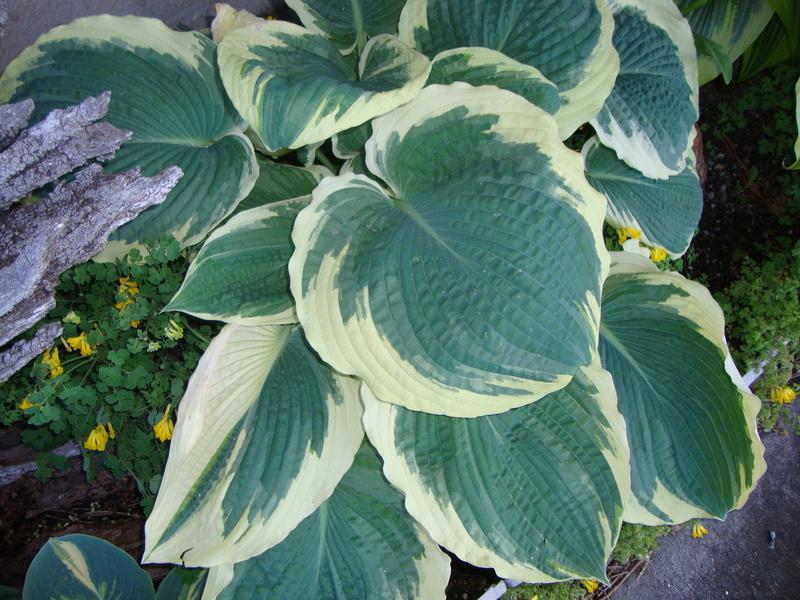 Photo of Hosta 'American Halo' uploaded by Paul2032