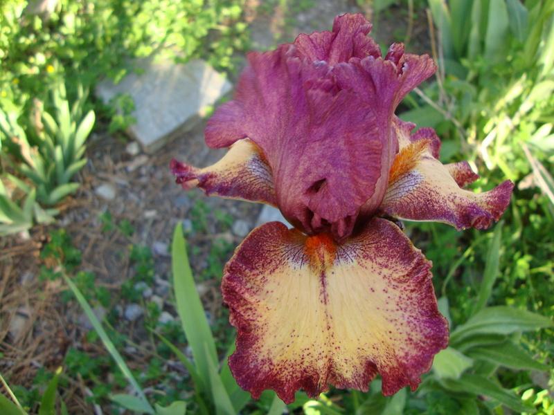 Photo of Tall Bearded Iris (Iris 'Rock Star') uploaded by Paul2032