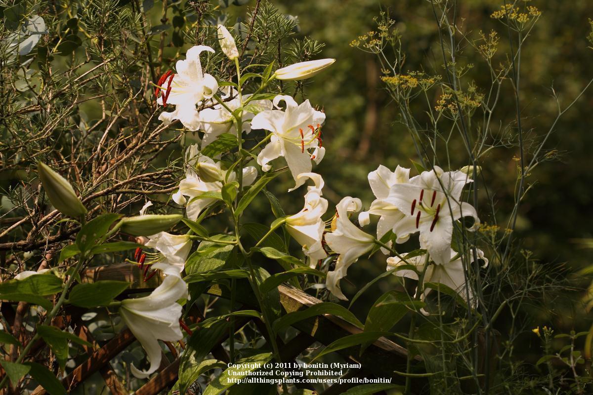 Photo of Lily (Lilium 'Siberia') uploaded by bonitin