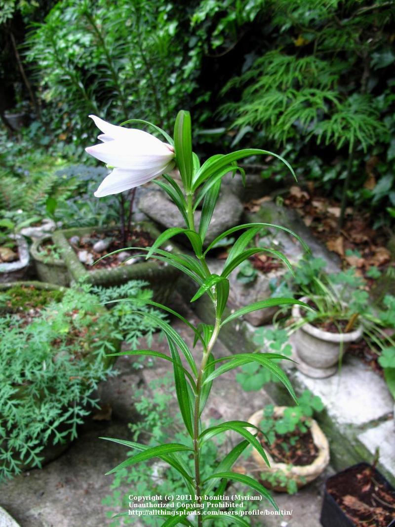 Photo of Lily (Lilium mackliniae) uploaded by bonitin