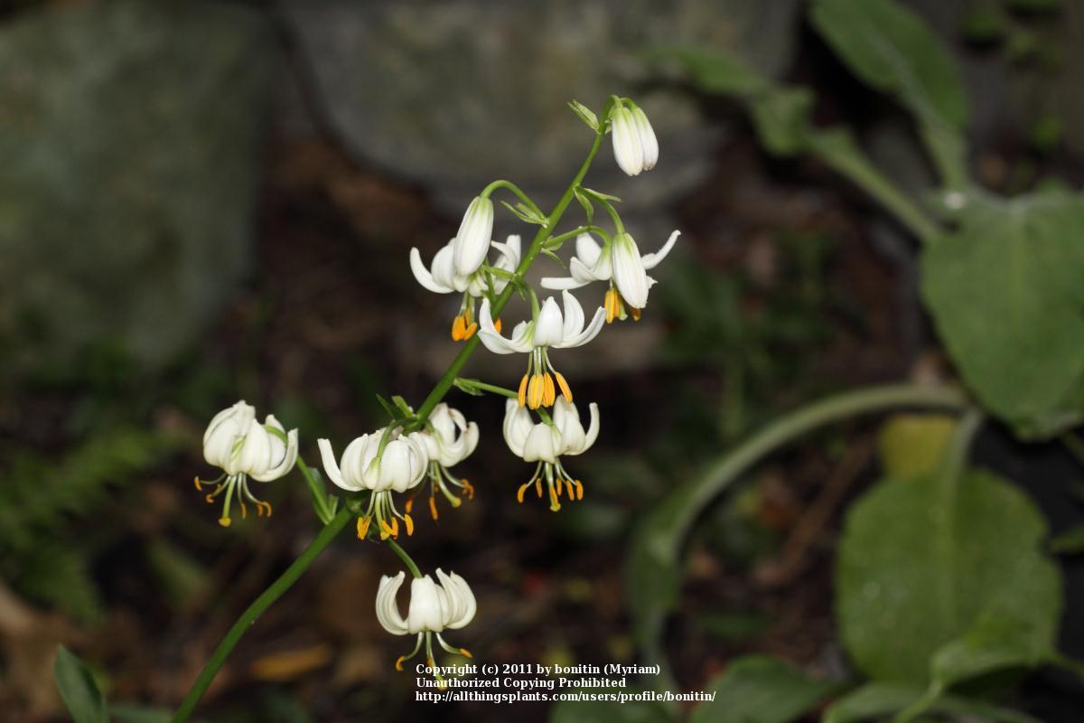 Photo of Martagon Lily (Lilium martagon var. martagon) uploaded by bonitin