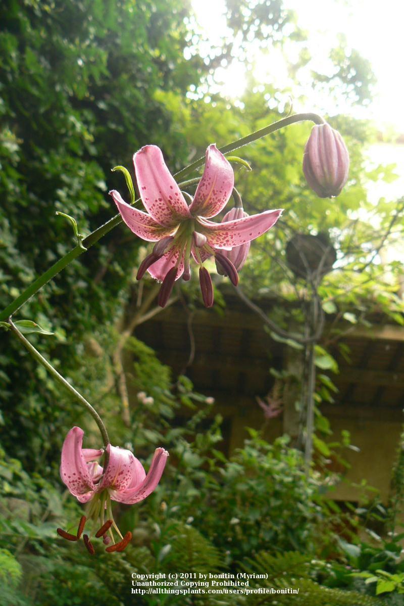 Photo of Martagon Lily (Lilium martagon) uploaded by bonitin