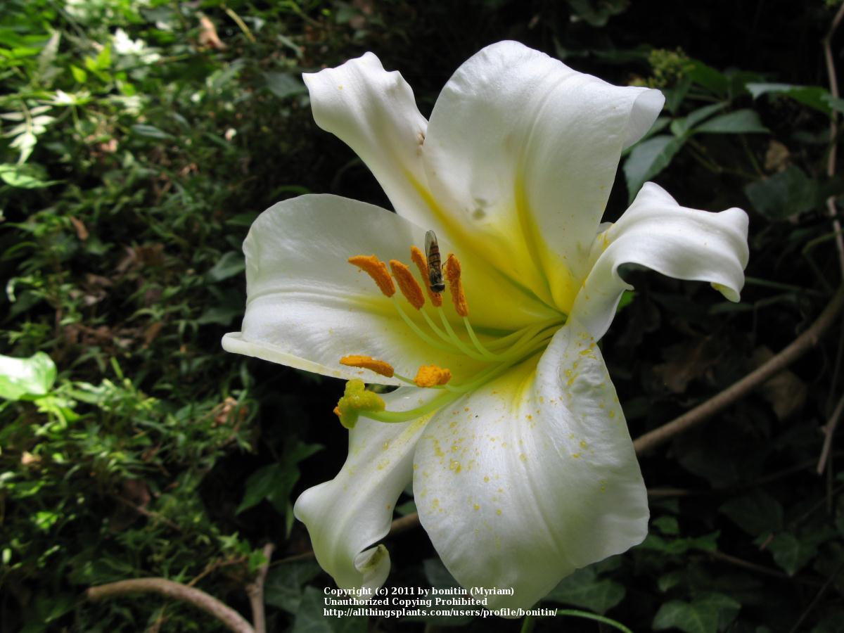 Photo of Regal Lily (Lilium regale) uploaded by bonitin
