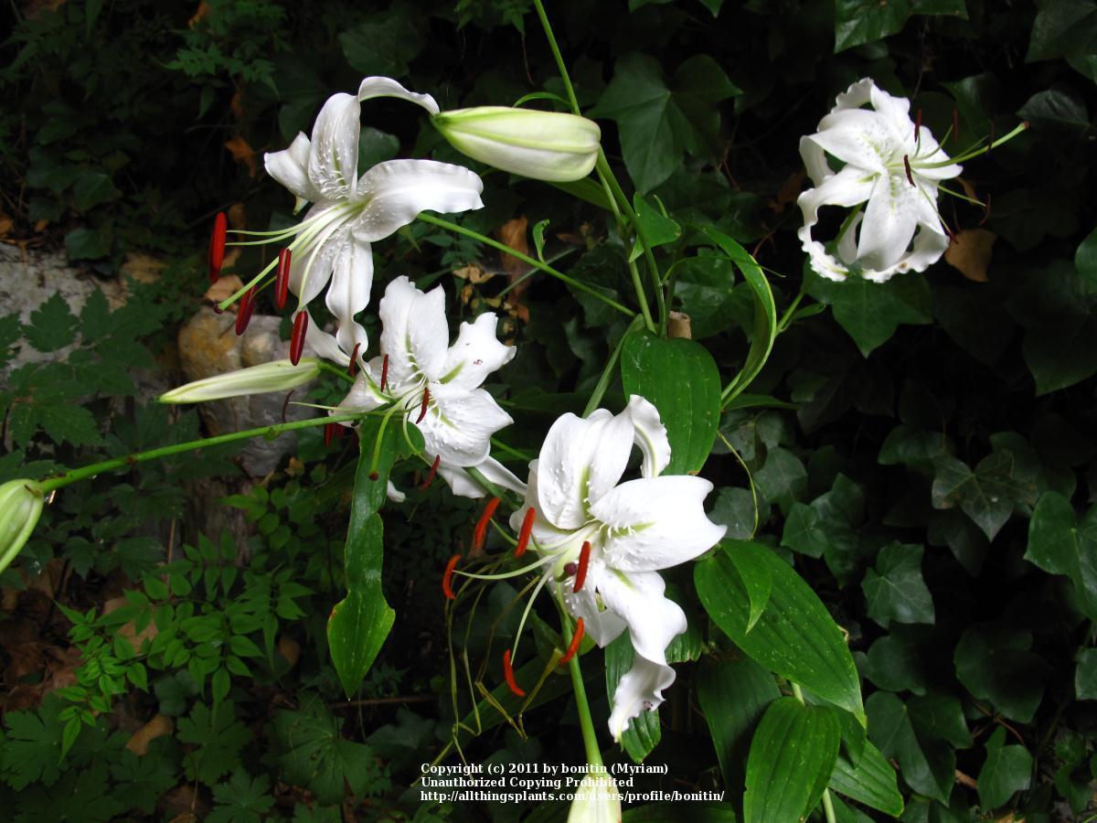 Photo of Lily (Lilium speciosum 'Album') uploaded by bonitin