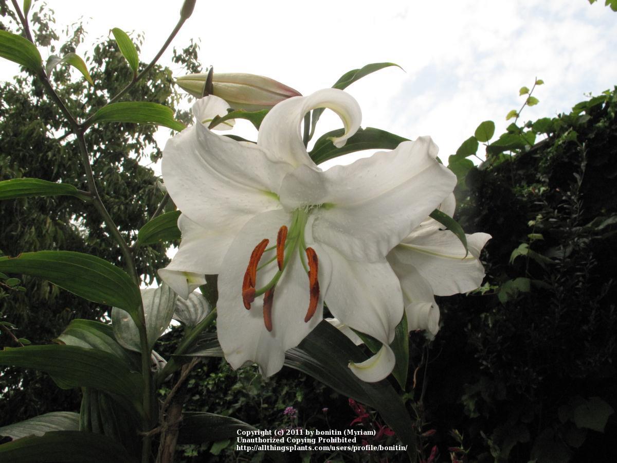 Photo of Lily (Lilium 'Siberia') uploaded by bonitin