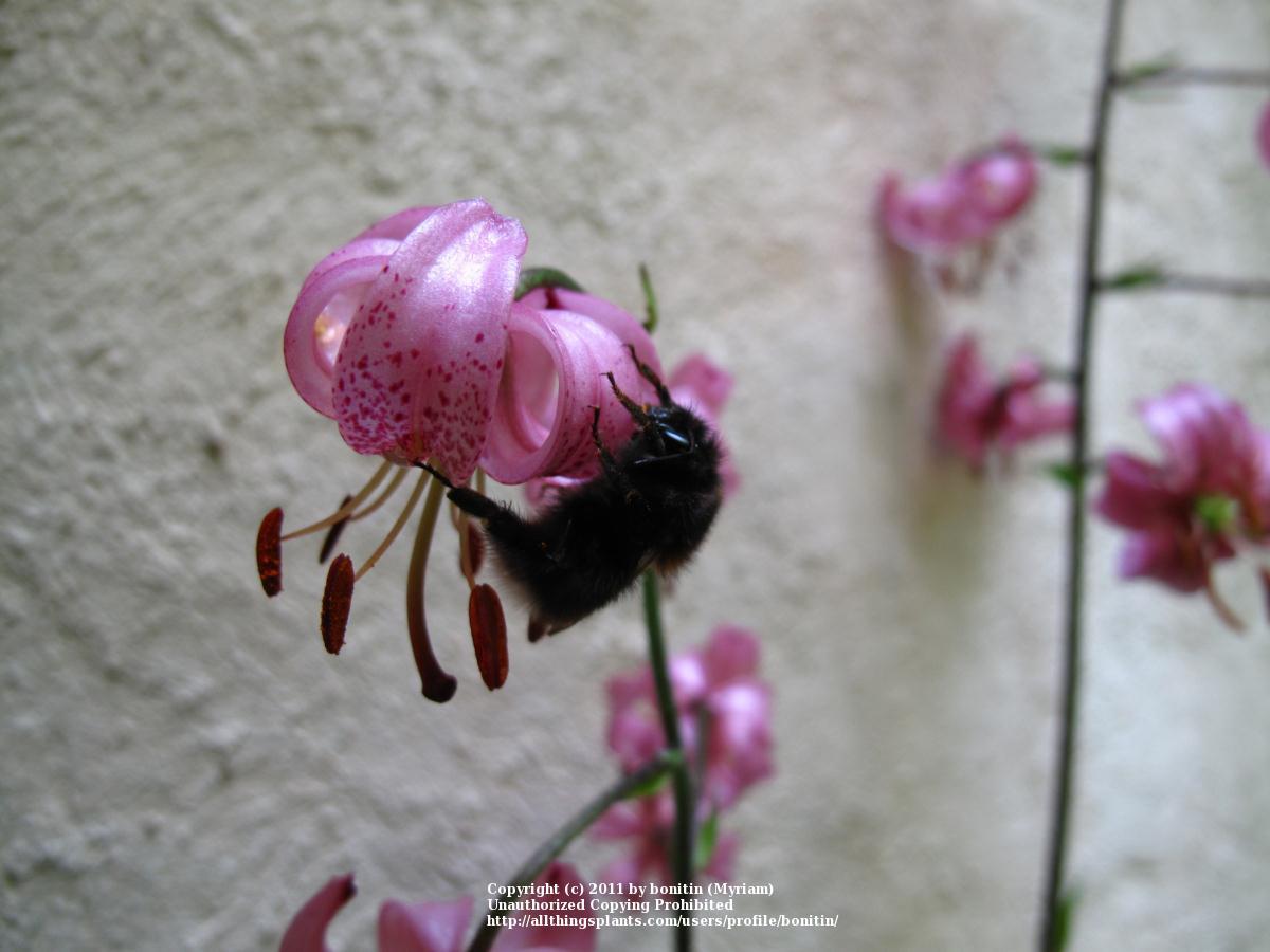Photo of Martagon Lily (Lilium martagon) uploaded by bonitin