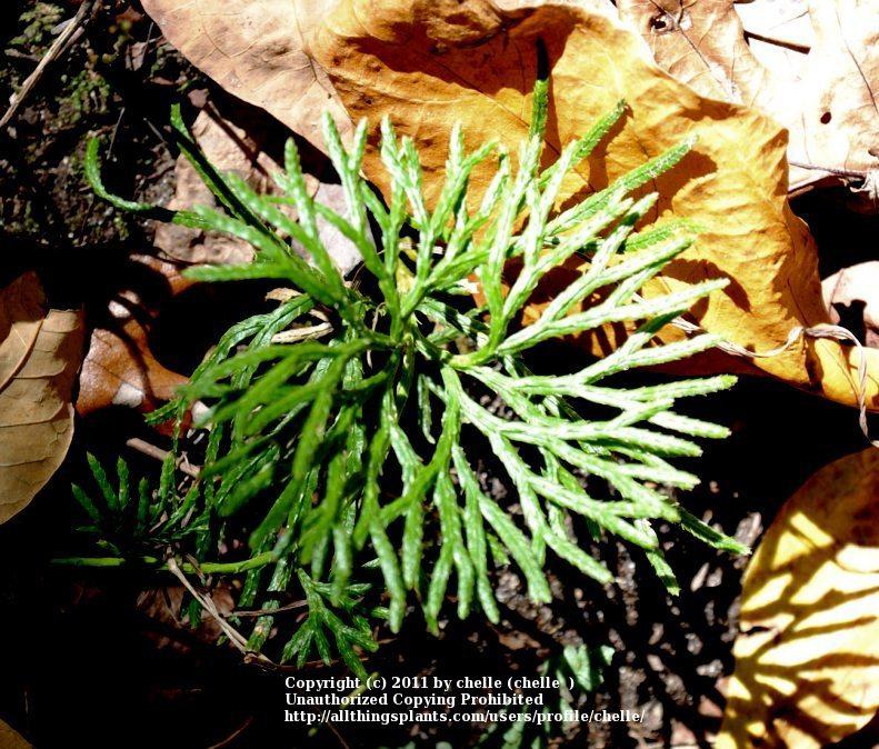 Photo of Fan Clubmoss (Diphasiastrum digitatum) uploaded by chelle