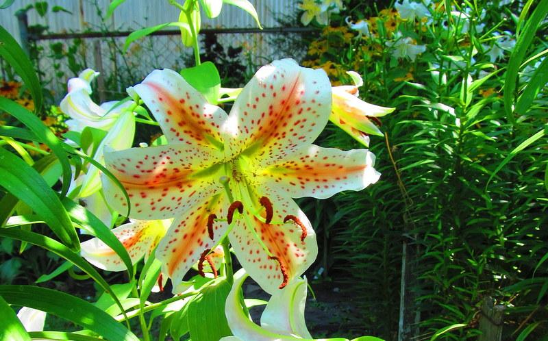 Photo of Lily (Lilium 'Excelsior') uploaded by jmorth